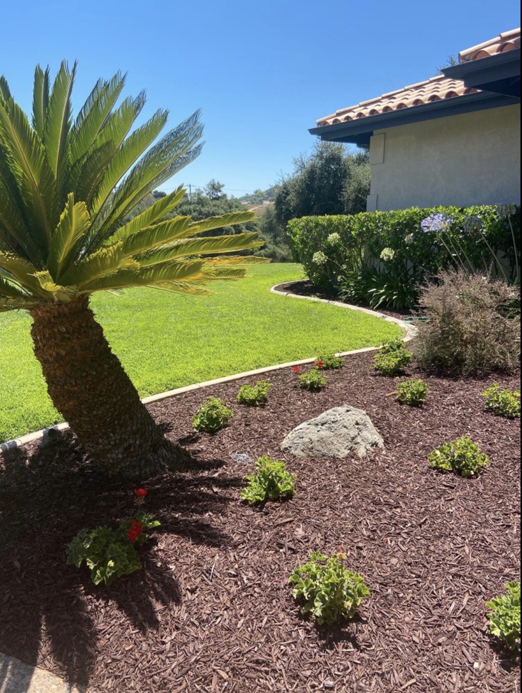 Lawn Transformation